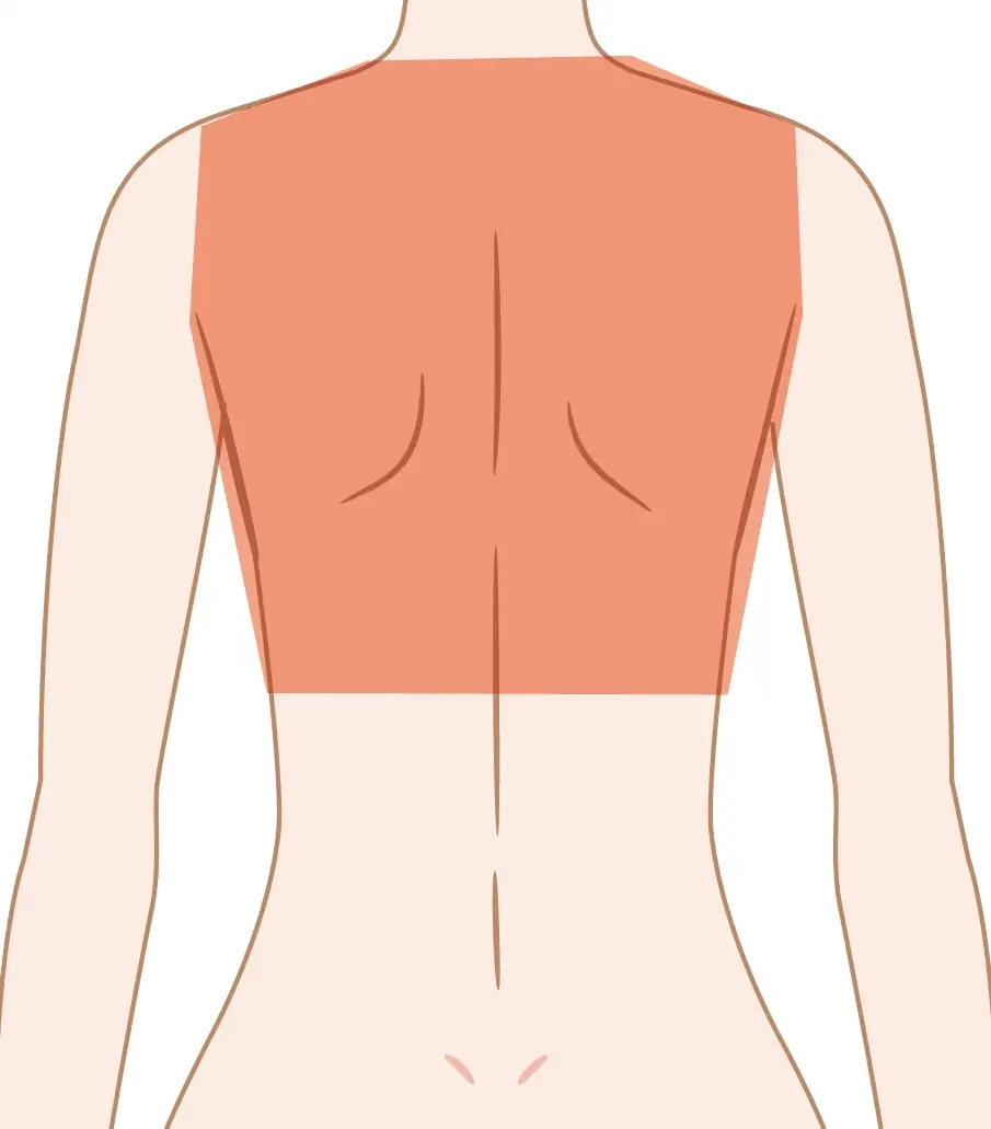 背中(上部)