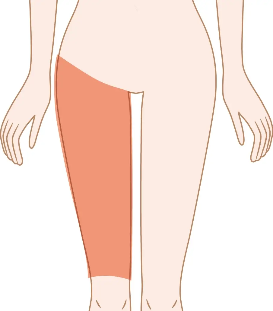 ヒザ上前面(片方)